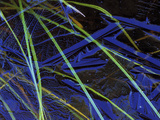 Sedge Leaves Under Thin Ice in Autumn  Upper Peninsula  Michigan  USA
