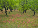 Indian Paint Brush and Young Trees  Devine Area  Texas  USA