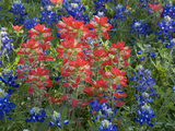 Field of Texas Blue Bonnets and Indian Paintbrush  Texas Hill Country  Texas  USA