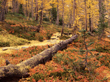 Huckleberry Leaves and Larch Trees  Enchantment Lakes  Alpine Lakes Wilderness  Washington  USA
