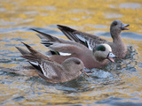 American Wigeons Courting  Bosque Del Apache National Wildlife Reserve  New Mexico  USA