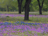 Field of Texas Blue Bonnets  Phlox and Oak Trees  Devine  Texas  USA
