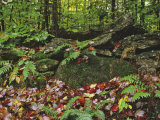 Autumn Colors and Boulders in the Green Mountains  Vermont  USA