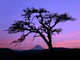 Windswept Pine Tree Framing Mount Hood at Sunset  Columbia River Gorge National Scenic Area  Oregon
