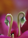 Cyclamen with Water Drop  Pennsylvania  USA