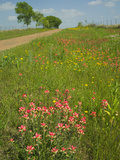 Paint Brush and Dirt Road  Cuero  Texas  USA