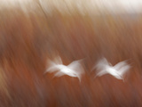 Abstract of Snow Geese in Flight  Bosque Del Apache National Wildlife Reserve  New Mexico  USA