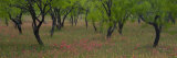 Indian Paint Brush and Young Trees  Devine Area  Texas  USA