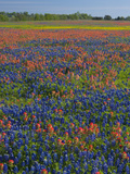 Field of Texas Blue Bonnets and Indian Paintbrush  Texas Hill Country  Texas  USA
