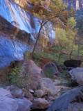Fall Color in Zion National Park  Utah  USA
