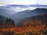 View of Mount Hood with Wild Huckleberry Bushes in Foreground  Columbia River Gorge  Washington
