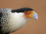 Portrait of Crested Caracara Against Red Dirt  Cozad Ranch  Linn  Texas  USA