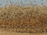 Red-Winged Blackbirds Create a Frenetic Swirl Upon Taking Flight