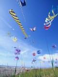 Kites on the Beach  Long Beach  Washington  USA