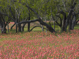 Springtime with Indian Paint Brush and Oak Trees  Near Nixon  Texas  USA