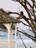 Eagle Perched at Entrance to Beach Trail  Kalaloch Lodge  Olympic National Park  Washington  USA