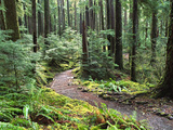 Trail to Soleduc Falls  Olympic National Park  Washington  USA