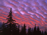 Sunset Painting Clouds Over Forest  Three Sisters Wilderness  Oregon  USA