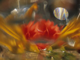 Abstract of Daylily and Begonia in Vase  Minnesota  USA