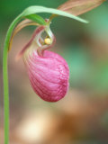 Pink Lady's Slipper Near Woodman Brook  Durham  New Hampshire  USA
