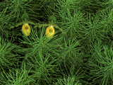 Pair of Yellow Lady's Slipper Orchids Amid Equisetum in Springtime  Upper Peninsula  Michigan  USA
