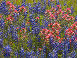 Blue Bonnets and Indian Paint Brush  Texas Hill Country  Texas  USA
