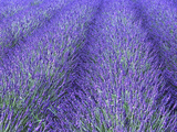 Lavender Field  Sequim  Olympic National Park  Washington  USA