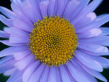 Mountain Daisy  Mt Rainier National Park  Washington  USA