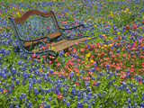 Bench in Field of Wildflowers Near Yoakum  Texas  USA