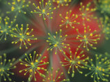 Close-up of Dill Plant  Minnesota  USA