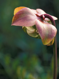 Flowering Pitcher Plant in a Bog  Cherry Pond  Pondicherry National Wildlife Refuge