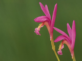 Close-up of Native Orchids (Arethusa)  Michigan  USA