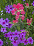 Phlox and Indian Paint Brush Near Devine  Texas  USA