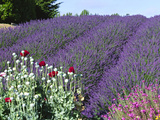Lavender Field and Poppies  Sequim  Olympic National Park  Washington  USA
