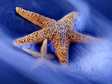 Two Starfish on Beach  Hilton Head Island  South Carolina  USA