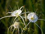 Spider Lily on Edge of Pond Near Cuero  Texas  USA