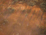 Eastern White Pines Form Shadows Through Morning Fog  Minnesota  USA