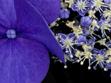 Close-up of Hydrangea  Seattle  Washington  USA