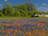Blue Bonnets and Indian Paintbrush with Oak Trees in Distance  Near Independence  Texas  USA