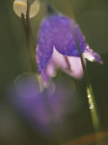 Abstract Close-up of Harebell Flower in Garden  Chanhassen  Minnesota  USA