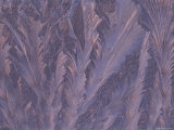 Feathery Frost Patterns on Window  Michigan  USA