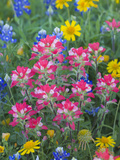 Blue Bonnets  Arnica  and Indian Paintbrush  Near Cuero  Texas  USA