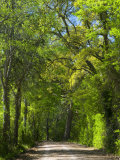 Dirt Roadway Overhanging with Greens of Oak Trees Near Independence  Texas  USA
