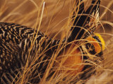 Greater Prairie Chicken in Grass  Pembina Trail Preserve  Minnesota  USA