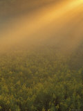 Meadow of Goldenrod Plants Bathed in Foggy Summer Sunlight  Michigan  USA