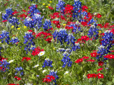 Texas Blue Bonnets and Red Phlox in Industry  Texas  USA