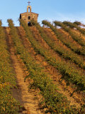 Red Willow Vineyard with Stone Chapel  Yakima County  Washington  USA
