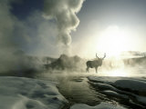 Sunrise Silhouette of Elk at Castle Geyser  Yellowstone National Park  Wyoming  USA