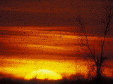 Large Flock of Blackbirds Silhouetted at Sunset  Missouri  USA