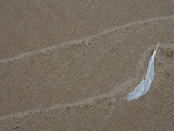 Gull Feather and Wave Lines on Lake Michigan Beach  Michigan  USA
